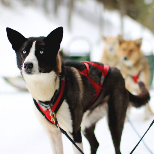 Dog Sled Tours Sun Peaks Resort
