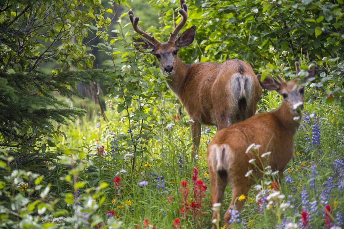 Wildlife Sun Peaks