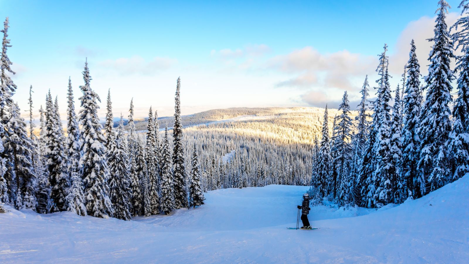 person skiing between trees