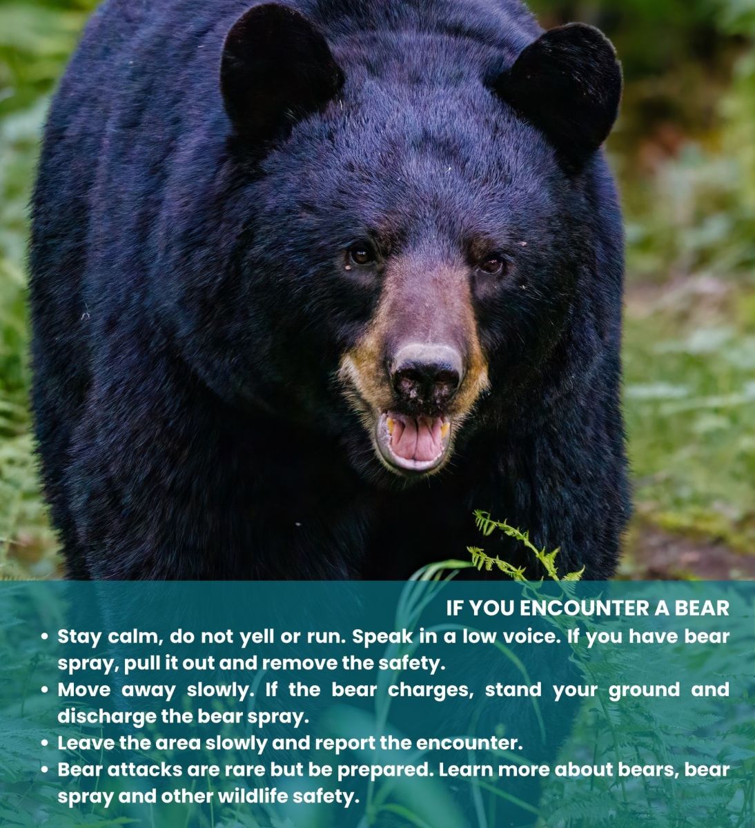 Bear Aware