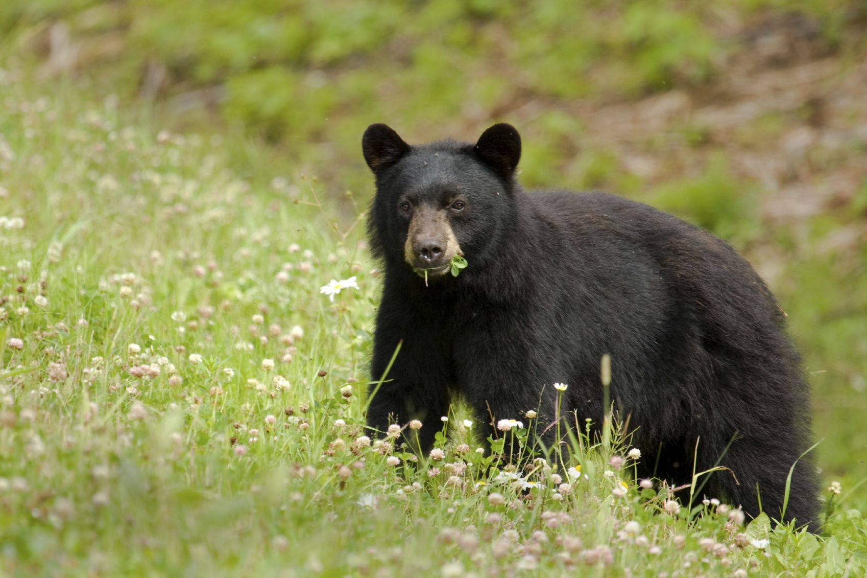 Black Bear