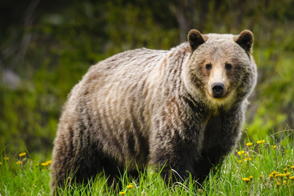 grizzly bear