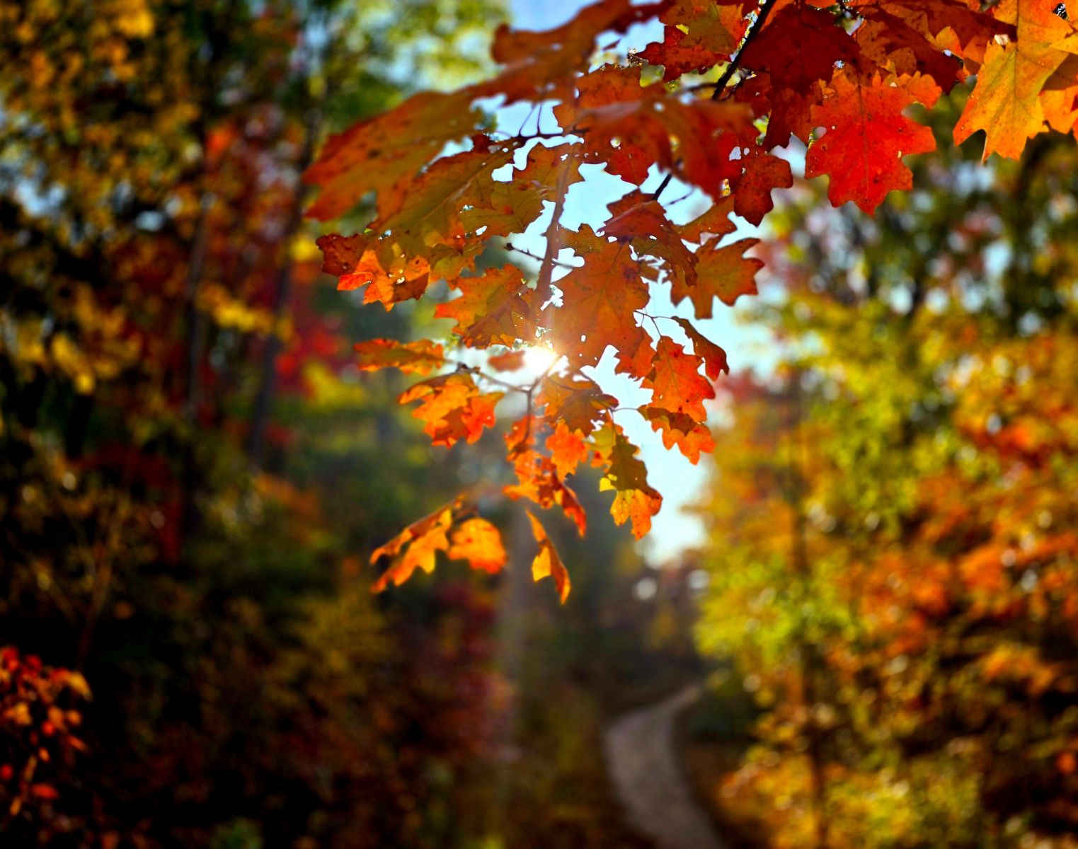 fall leaves