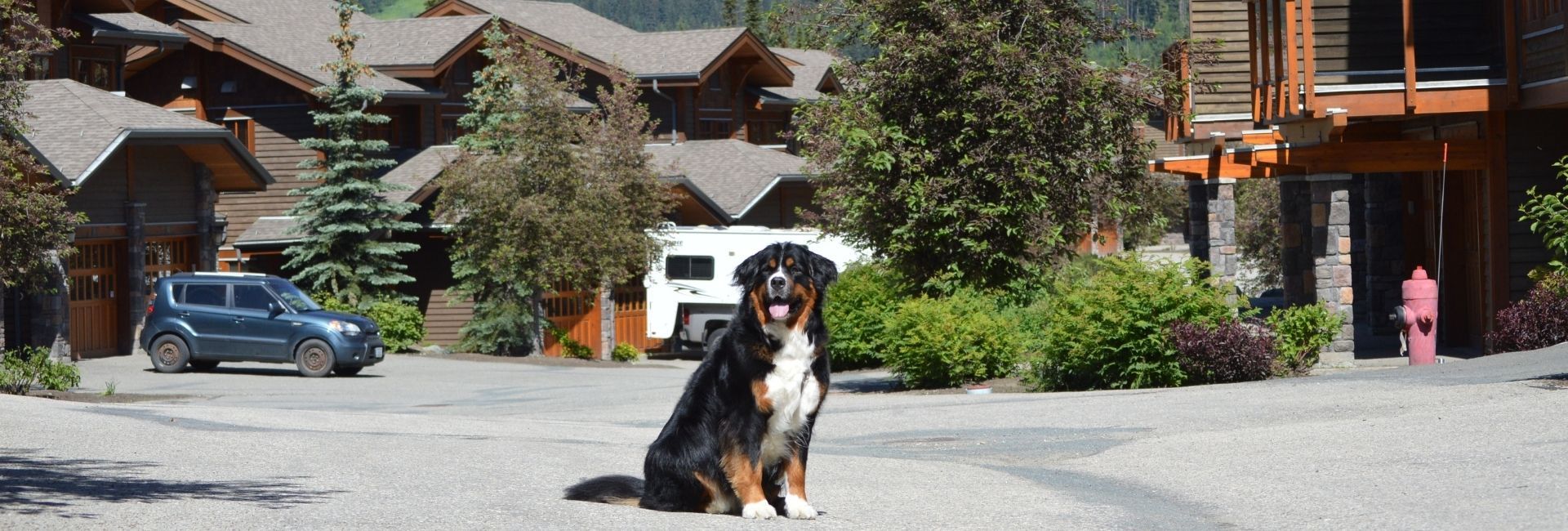 Bear Country Property Management (2018) Ltd.